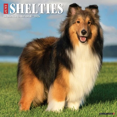 WILLOW CREEK PRESS Shelties 2026 Wall Calendar (free shipping)
