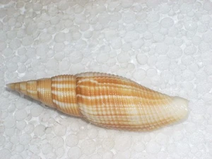 CANCILLA ISABELLA SPECIAL FLAMMULATED - Picture 1 of 2