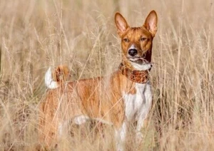 BASENJI CHARMING DOG GREETINGS NOTE CARD BEAUTIFUL STANDING DOG - Foto 1 di 1