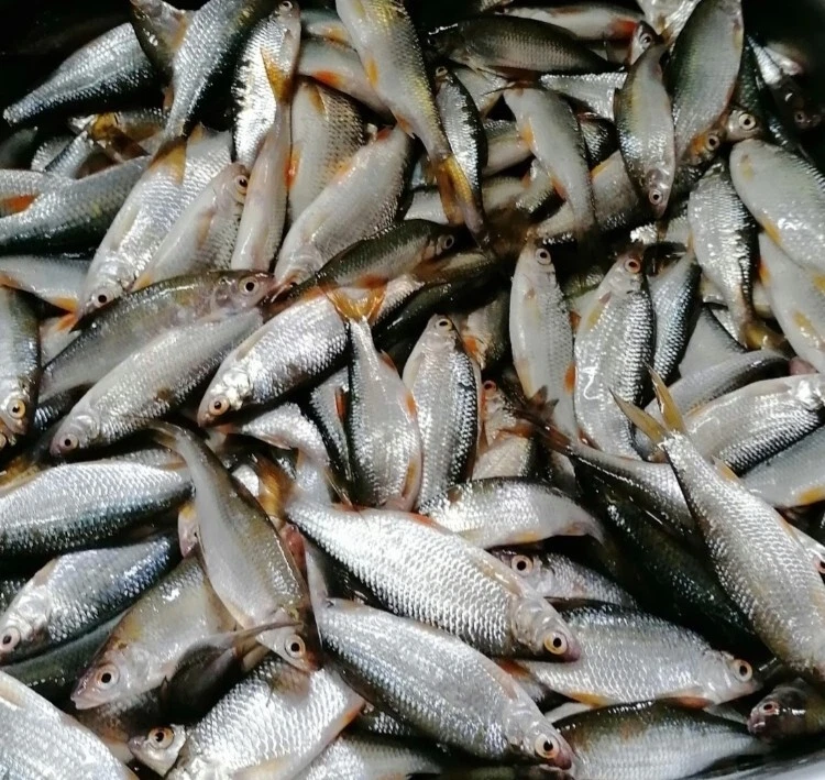 Köderfische gefroren Rotaugen 10-15 cm  20  Stück Angelköder Angeln  - Bild 1 von 1