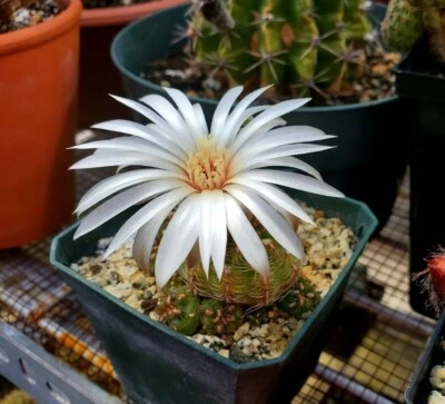 Gymnocalycium mesopotamicus (15 seed) - Image 1 of 4