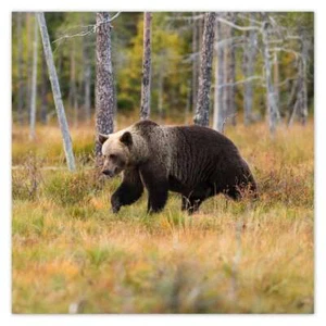 Póster pared tatuaje pegatina pegatina oso en el bosque n.º H6598_PLNS - Imagen 1 de 142
