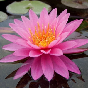 15 SEMILLAS DE NINFAEA 'Mayla' - Bild 1 von 1