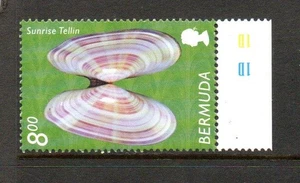 BERMUDA MNH 2002 SG909 SHELLS $8 SUNRISE TELLIN CAT VAL £14.00 - Picture 1 of 1
