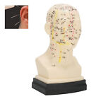 Head Acupuncture Model Acupuncture Teaching Full Face Clear Lettering Educat BST