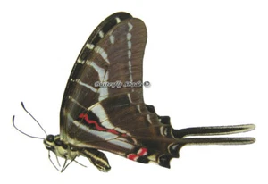 Unmounted Butterfly/Papilionidae - Eurytides philolaus philolaus, male, Mexico - Picture 1 of 1