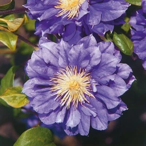 Clematis Kiri Te Kanawa 1L - Fiori sempre pieni, blu scuro - Foto 1 di 9