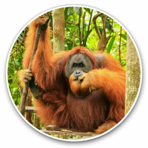 2 x Vinyl Stickers 30cm - Cool Male Sumatran Orangutan Cool Gift #3446 - Bild 1 von 9