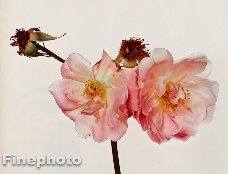 1980 年 IRVING PENN 复古植物花玫瑰美术照片雕刻 11x14 — 第 1/1 张图片