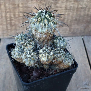D3661 COPIAPOA DEALBATA RAP138 maceta 10-H12-W12 cm MaMa Cactus - Imagen 1 de 4