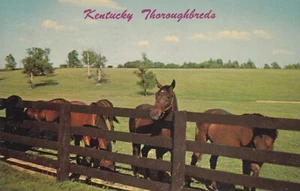 Kentucky Thoroughreds cavalli cartolina d'epoca / 1969 annullo - Foto 1 di 2