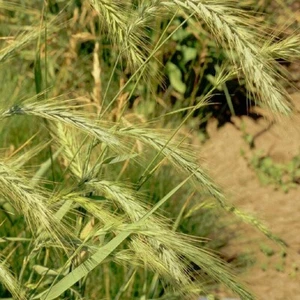 1 Lb Virginia Wild Rye Native Grass Seeds - Everwilde Farms Mylar Seed Packet - Picture 1 of 2