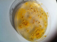 phisarum polycéphalum (blob) Américain jaune livré avec notice complète