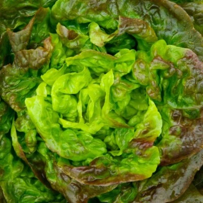 Lettuce Seeds, Prizehead Heirloom, Non-GMO, Crisp & Sweet, Free Shipping - Image 1 of 2