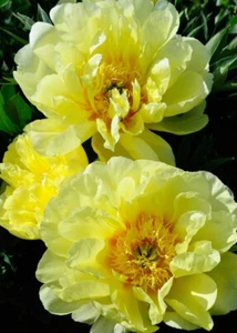 5 semillas de peonía "Golden Yellow" - Imagen 1 de 1