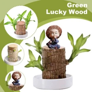 Brazilian Lucky Wood Plant Brazilian Wood Hydroponic οм √◇ NEW Plants M7M4 - Picture 1 of 19