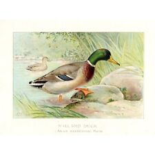 MALLARD DUCK - Original 1913 Vintage Color Bird Print - J L Ridgeway