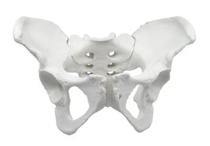 Eisco Labs Human Female Pelvis Model - Life Size 3D Rendering - Picture 1 of 4