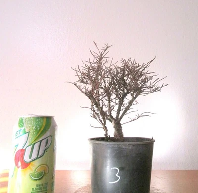 Fat Hokkaido  Elm for mame shohin bonsai tree tiny leaves #3 - Image 1 of 4