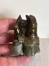 Rooted Juvenile  Woolly Rhino Tooth Siberia  Museum Quality Rare Find 🦣 #16