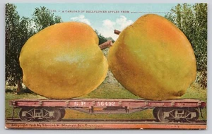 Postcard Exaggeration Carload of Bellflower Apples - Picture 1 of 2