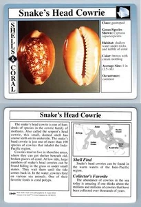 Snakes Head Cowrie #18.09 - Shells & Coral - Treasures Of The Earth Grolier Card - Picture 1 of 1