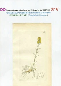 XIX ème - GNAPHALE NAIN (Gnaphalium Supinum) Superbe Gravure de 1803/1839 - Bild 1 von 2