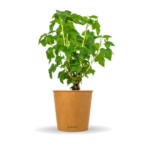 Jostabeere "Jonas" ca. 50 cm Jostabeerpflanze Busch Strauch Ribes x nidigrolaria - Bild 1 von 6