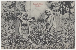 1909 Ceylon, Sri Lanka, Ethnic Native Women Picking Tea - India Related Postcard - Picture 1 of 2