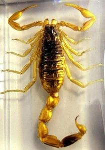 44 mm Goldener Skorpion in klarem Plexiglasharz Wissenschaft Bildung Sammlung Präparat - Bild 1 von 11