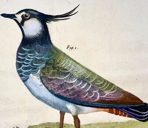 1760 Fr. Nic. Martinet (b1725), Louisiana Lapwing, ornithology, copper engraving - Picture 1 of 4