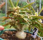 Rzadka sukulentna żywa roślina Euphorbia waringiae zróżnicowana dekoracja ogrodu WYSIWYG