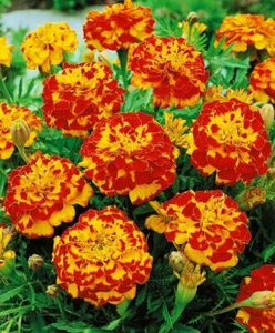 French Marigold BOLERO Mix FIERY COLORS Dwarf Beneficial Plant Non-GMO 100 Seeds - Picture 1 of 11