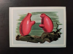 FIGURINA VITA E COLORE ED. MODERNA 1969 n 21 OTTIMA MAI ATTACCATA - Foto 1 di 2