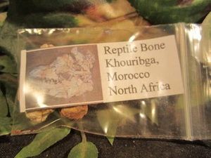 Dinosaur Bone Reptile Bone Khouribga, Morocco, North Africa - Picture 1 of 9