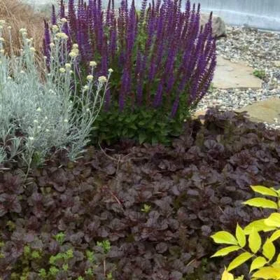 AJUGA~VIEIRA NEGRA~PLANTA VIVA~ATRACTIVA CUBIERTA VEGETAL~FLORES AZULES ¡FINALES DE PRIMAVERA! Foto 1 de 4