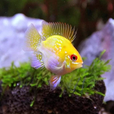 LIGHTNING AQUATICS WORLD 2-Pack Gold Balloon Rams – Live Dwarf Cichlids – Peaceful & Colorful Aquarium Fi