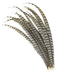 1 pezzo Lady Amherst CENTER Piume di fagiano 35-40" look zebra; Halloween/artigianato - Foto 1 di 5