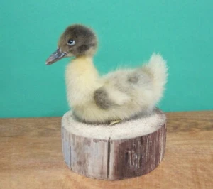 Sitting Fluffy Yellow & Brown Duckling Bird Taxidermy Mount - Picture 1 of 3