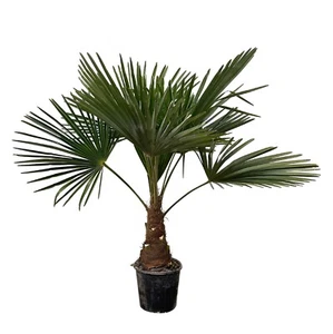 Trachycarpus Chinesische Windmühlenpalme etwa 90cm hoch - Bild 1 von 4