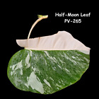 High Variegated Monstera Albo Cutting-White Monstera-Us Seller-Same Leaf-Pv-265