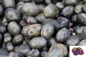 Solanum Tuberosum Blue Potato Seeds Mix - 10 True Seeds - Not Root Grow Your Own
