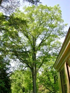 10 BARTRAM'S OAK ACORNS - Quercus x heterophylla - Picture 1 of 6