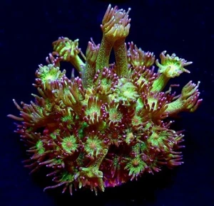 M.O.C. GLITTERBALL GONIOPORA FRAG LARGE 20+ POLYPS - RARE LPS/ FRAG/CORAL/MARINE - Picture 1 of 1