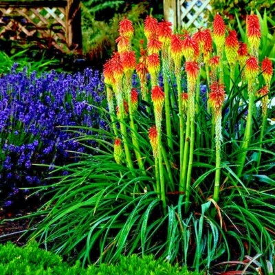 20 "RARE DWARF" FIRE DANCE Torch Lily Flower Seeds Kniphofia hirsuta Hardy Plant - Image 1 of 4