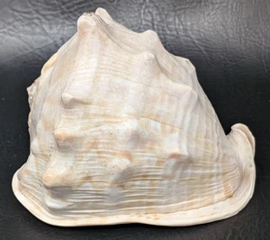 Königin gehörnter Helm Muschel Cassis Madagascariensis Maritim Ozean Strand Deko - Bild 1 von 8