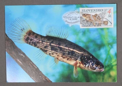 MayfairStamps Slovenia 1998 Fish 4 sk Bratislava Post Card aau_87055 - Image 1 of 2