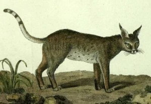 The Caracal or Desert Lynx Engraving Original Illustration 1792 - Picture 1 of 2