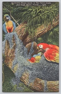 Postcard  Colorful Macaw Family in the Parrot Jungle - Miami, Florida - Bild 1 von 3