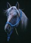 T-Shirt Pferd Gr. M L Reiter Indianer Pferde Ranch Mustang Cowboy Texas Rodeo